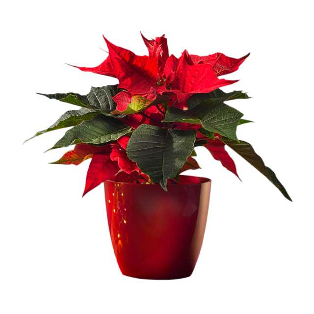 Ella Blumenübertopf, rot