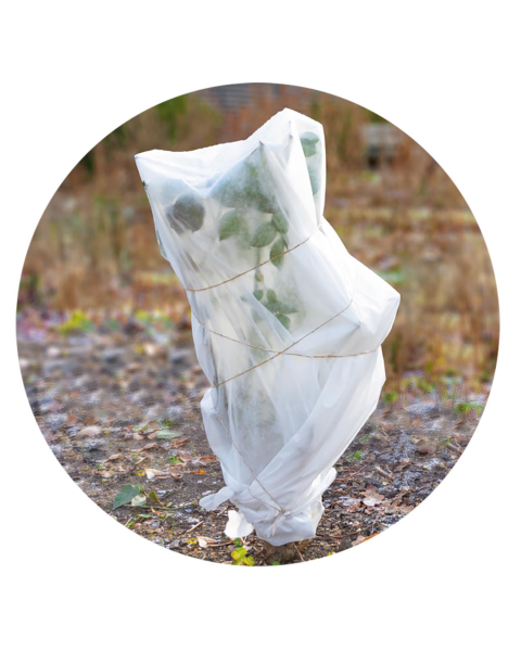 novooo Pflanzenschutz Winter