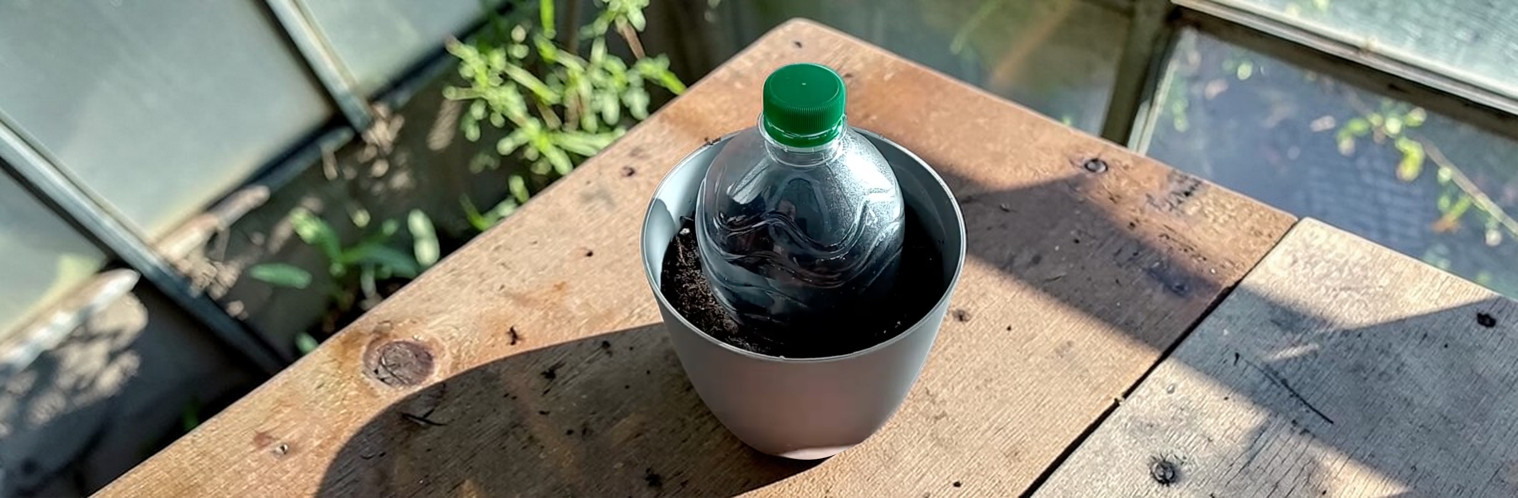 Wir ziehen unsere eigenen Tomaten